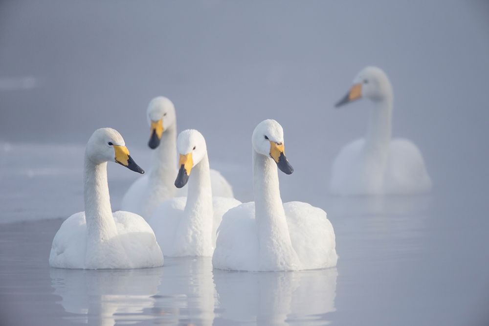 Japan-Hokkaido A group of whooper swans float on the misty water art print by Ellen Goff for $57.95 CAD